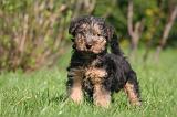 WELSH TERRIER 005